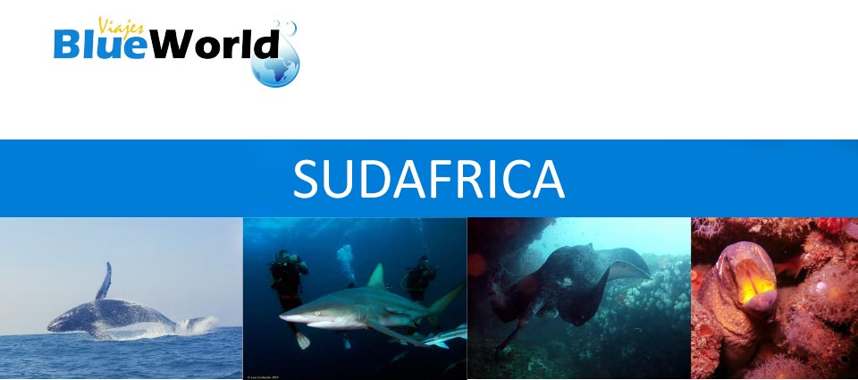 Webinar SUDAFRICA Blueworld